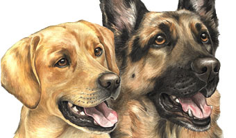 labrador and german shepherd dog