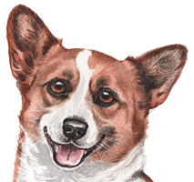 Corgi Watercolour Dog Picture