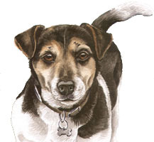 Jack Russel Watercolour Dog Portrait