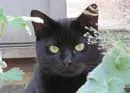 Photo of Chloe, a black cat, among plants