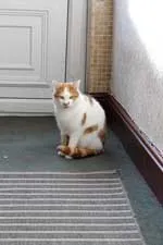 A ginger and white cat sitting at the far end of a hallway, small in the frame