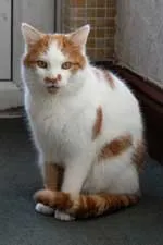 The same cat photographed close up, filling the frame