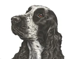 Cocker Spaniel Painting