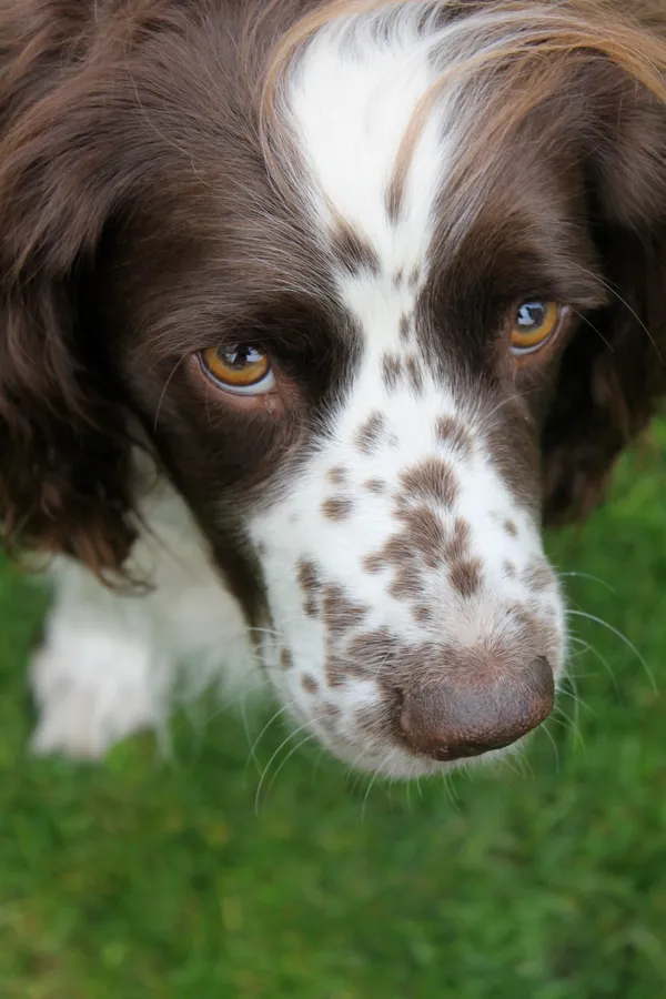 Close-up of a spaniel's freckled nose and amber eyes
