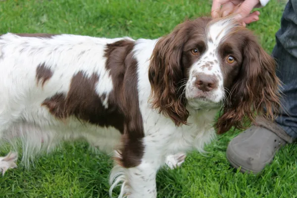 The same spaniel standing on grass, showing the markings on its body