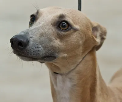 Photo of Honey the Whippet in profile