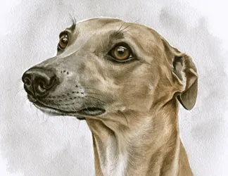 Watercolour portrait of Honey, a fawn Whippet, in profile