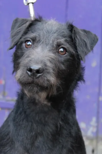 Photo of the other Patterdale Terrier, with a wiry coat, against a purple door