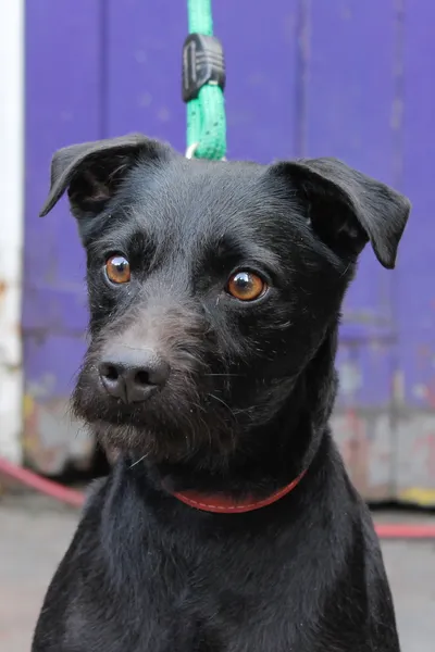 Photo of one of the black Patterdale Terriers, with a red collar, against a purple door