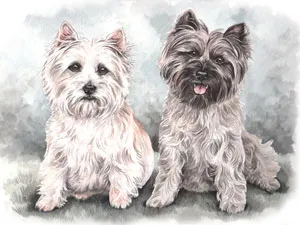 Watercolour portrait of two Cairn Terriers sitting side by side, one pale cream and one grey
