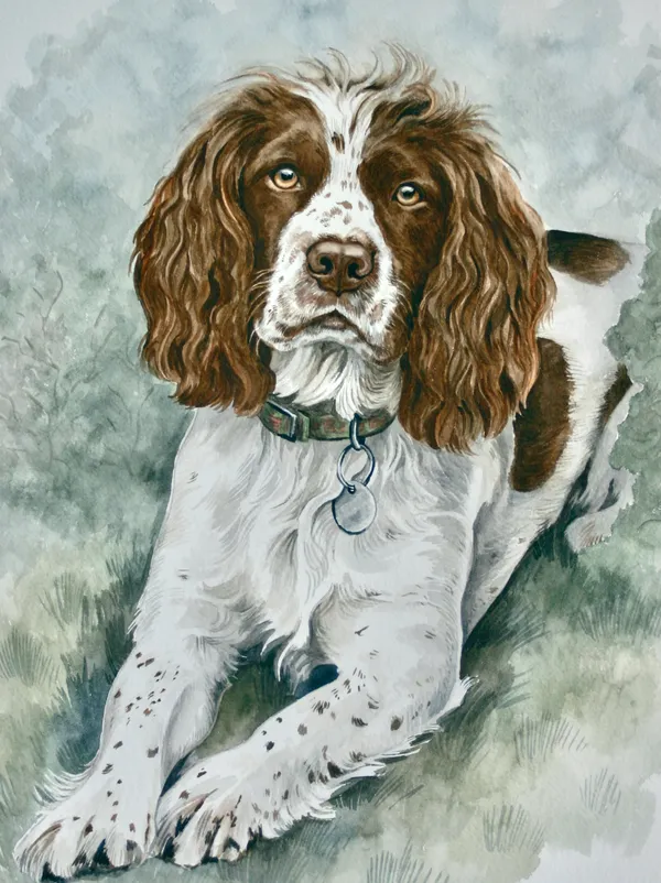 Watercolour portrait of Molly, a liver and white spaniel lying down, looking straight ahead