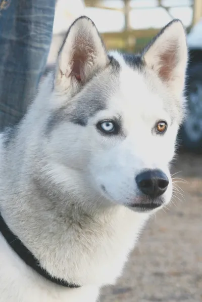 Photo of the same husky, taken at the studio