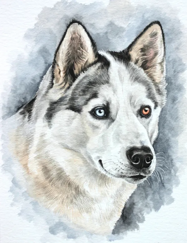 Watercolour portrait of a husky with one blue eye and one brown eye, on a soft grey-blue wash