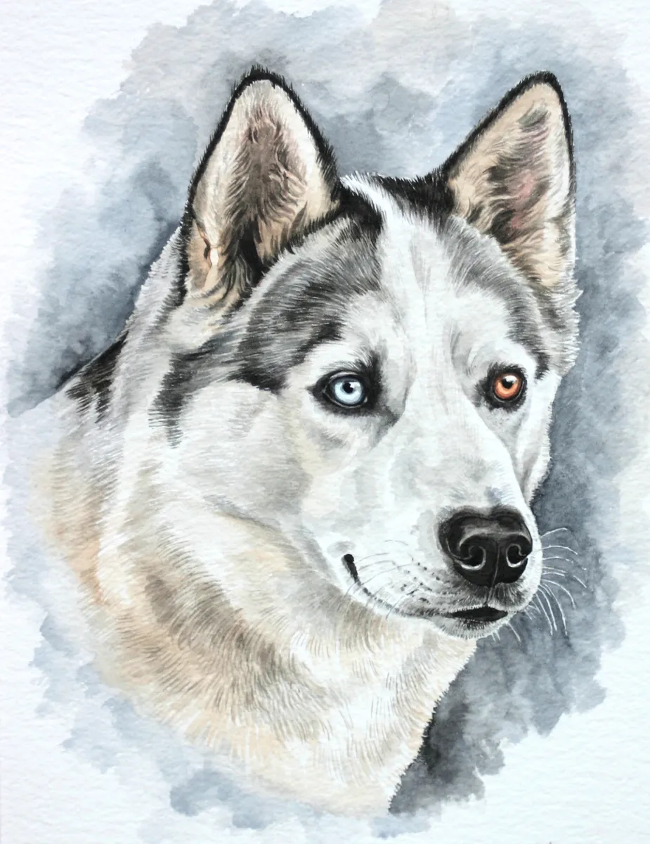 Watercolour portrait of a husky with one blue eye and one brown eye, on a soft grey-blue wash