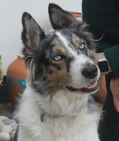 Photo of the merle Border Collie with blue eyes