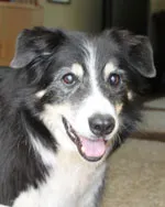 Photo of the black and white Border Collie