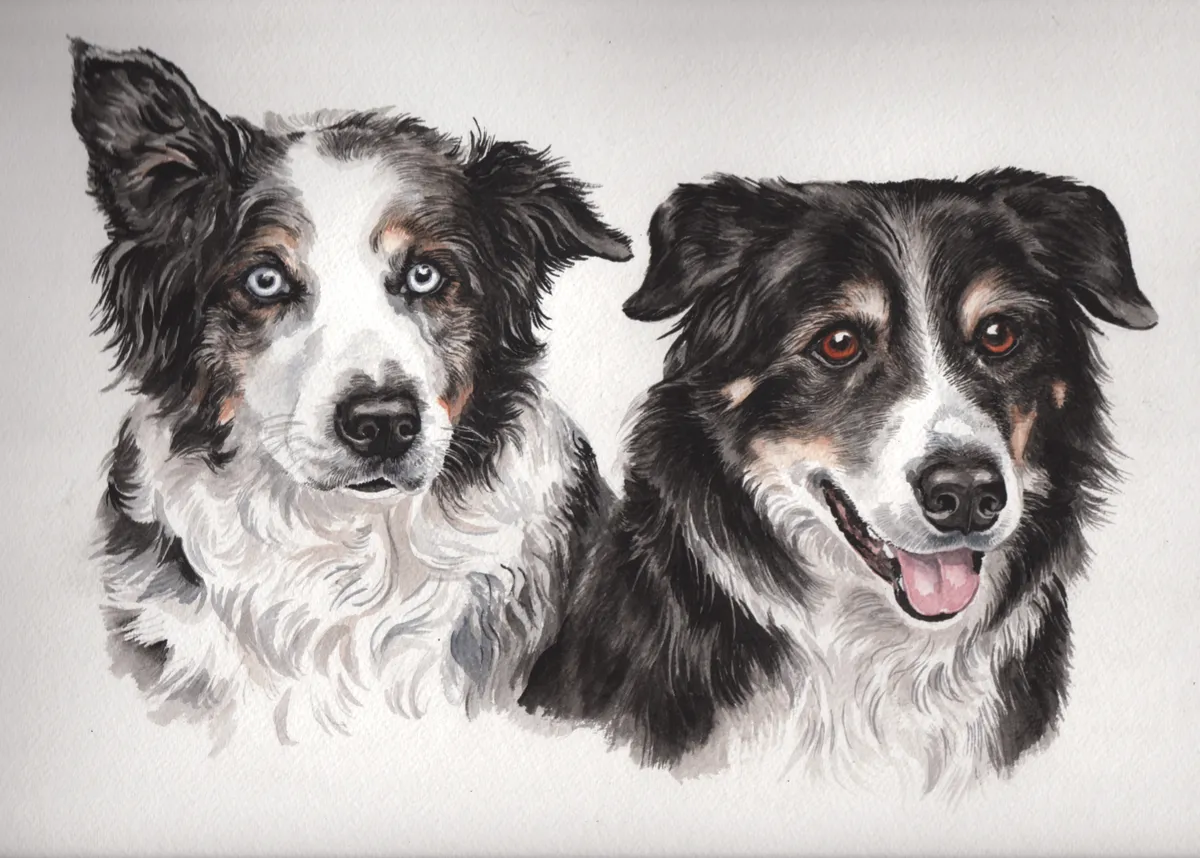 Watercolour portrait of two Border Collies' heads, one merle with blue eyes