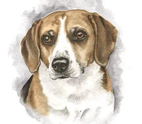 Watercolour portrait of a tricolour Beagle's head
