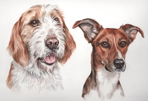Watercolour portrait of two rescue dogs' heads: a shaggy ginger and white dog and a brown and white dog with large ears