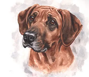 Watercolour portrait of Indy, a Rhodesian Ridgeback, with a furrowed brow