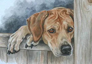 Watercolour painting of a tan dog resting its head and paws on a wooden gate