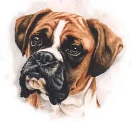 Watercolour portrait of a Boxer's head