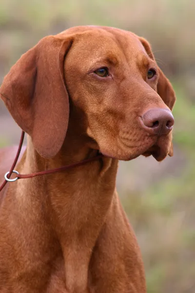 Photo of Malachy the Vizsla outdoors