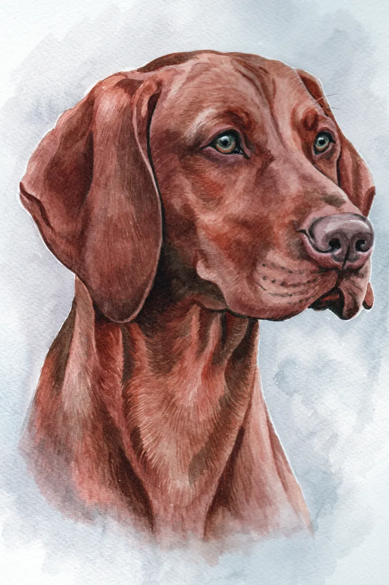 Watercolour portrait of Malachy, a red-gold Vizsla, looking to the side