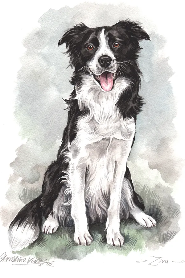 Watercolour portrait of Ziva, a black and white Border Collie, sitting