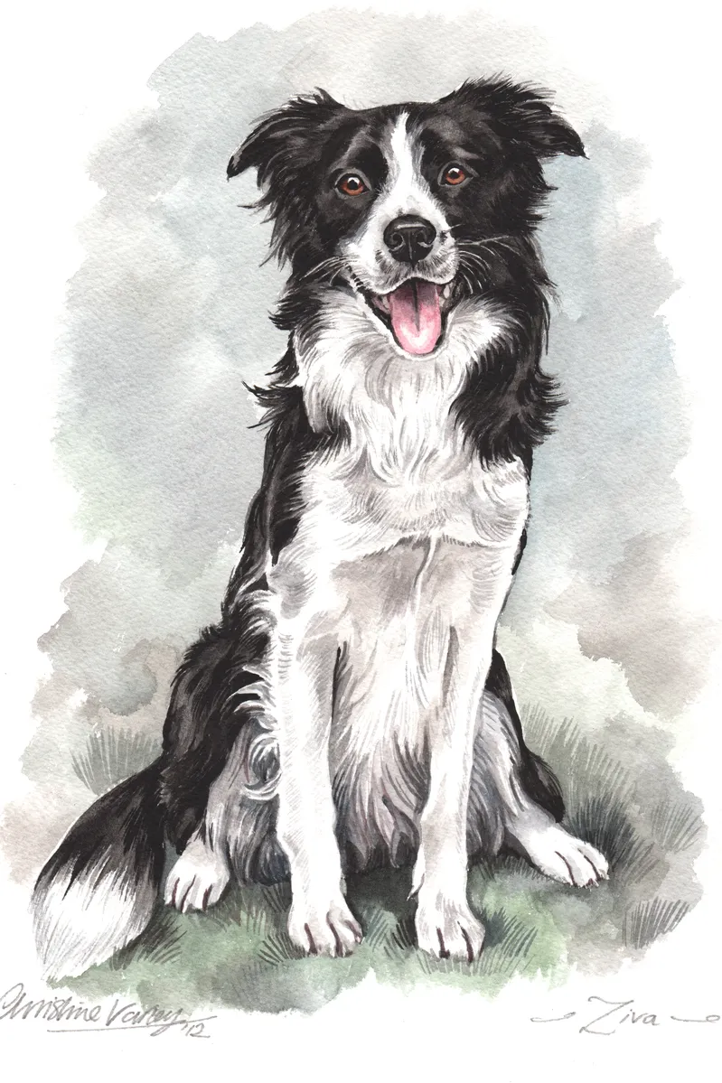 Watercolour portrait of Ziva, a black and white Border Collie, sitting