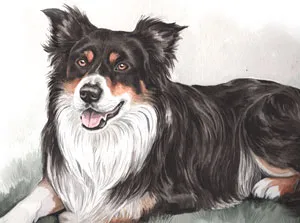 Watercolour portrait of Crosby, a black, white and tan Border Collie, lying down