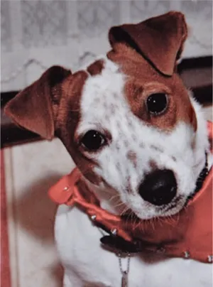 Photo of a Jack Russell wearing a red scarf