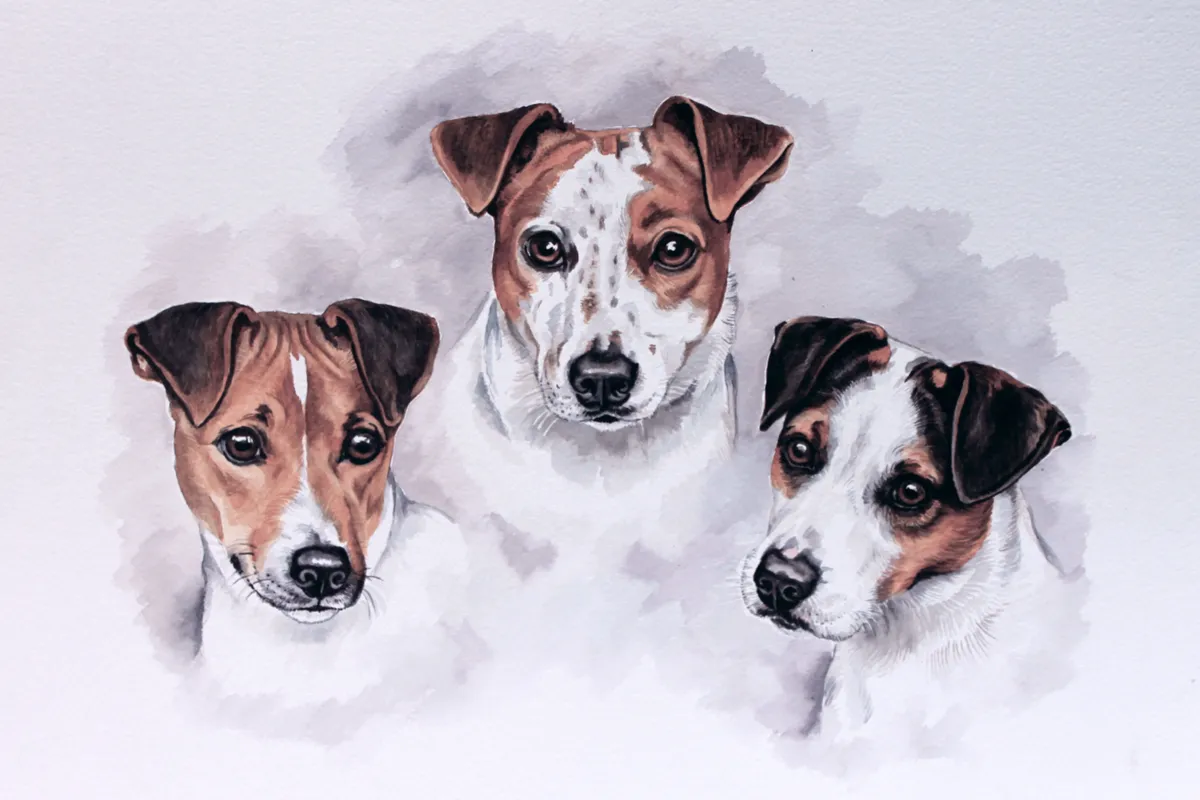 Watercolour portrait of three Jack Russell Terriers' heads together