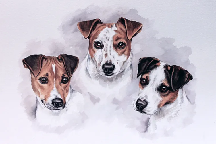 Watercolour portrait of three Jack Russell Terriers' heads together