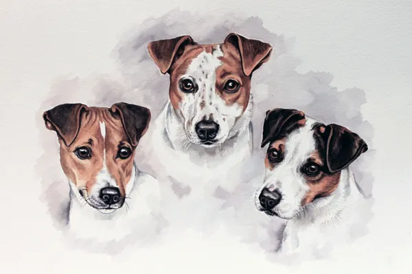 Watercolour portrait of three Jack Russell Terriers' heads together