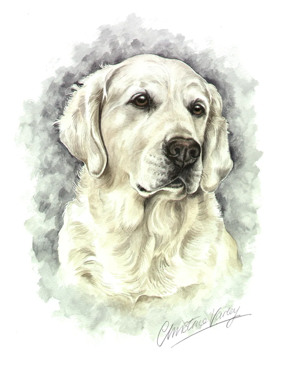 Watercolour portrait of a pale Golden Retriever