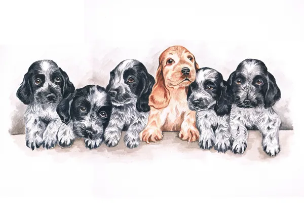 Watercolour painting of a row of blue roan Cocker Spaniel puppies with one golden puppy
