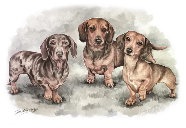 Watercolour portrait of three Dachshunds standing together