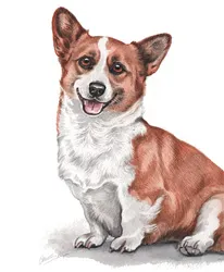 Watercolour portrait of a red and white Corgi sitting
