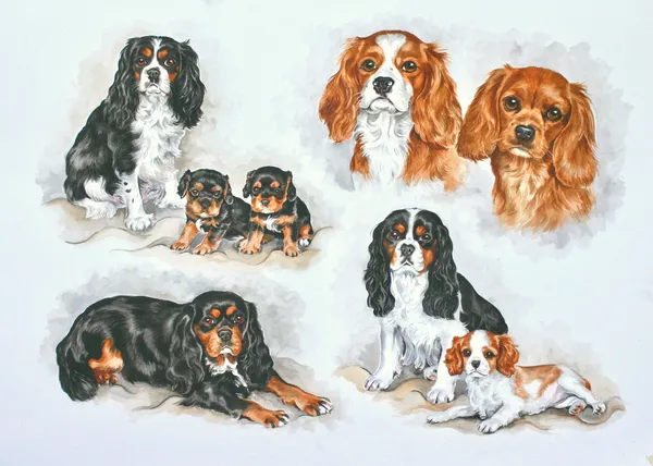 Watercolour montage of Cavalier King Charles Spaniels and puppies in several colours