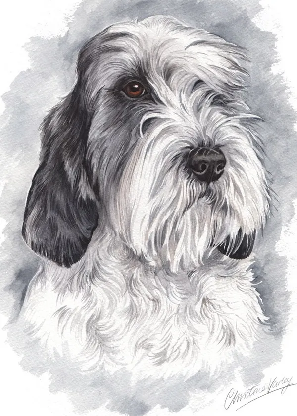 Watercolour portrait of a grey and white Petit Basset Griffon Vendéen