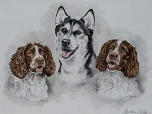 Watercolour portrait of a Husky between two liver and white Springer Spaniels