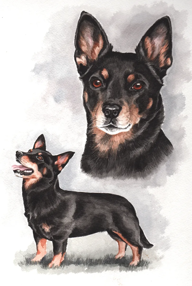 Watercolour portrait of a small black and tan dog, shown twice: a head study and standing