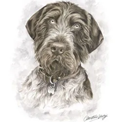 Watercolour portrait of a brown and grey German Wirehaired Pointer's head