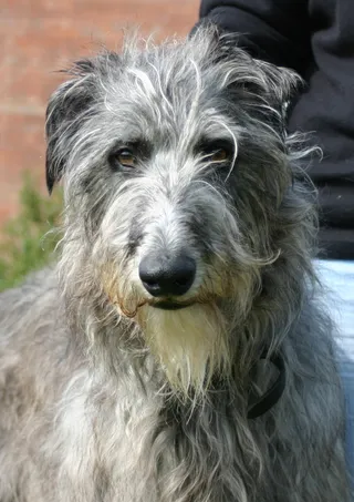 Photo of the deerhound dog in front of a brick wall