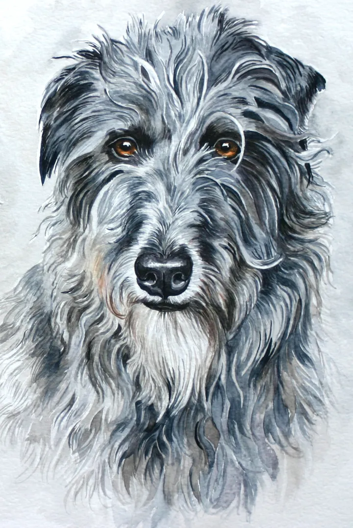 Watercolour portrait of a deerhound dog with a wiry coat