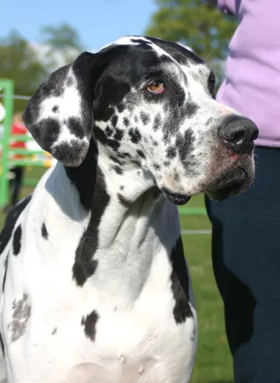 Photo of the Great Dane, head turned to one side