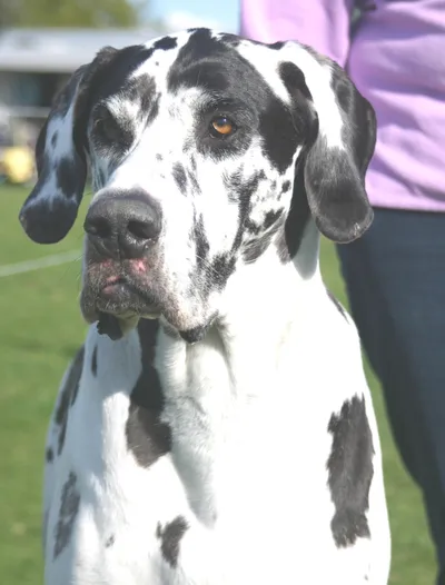 Photo of the Great Dane facing the camera, showing the other side of the head