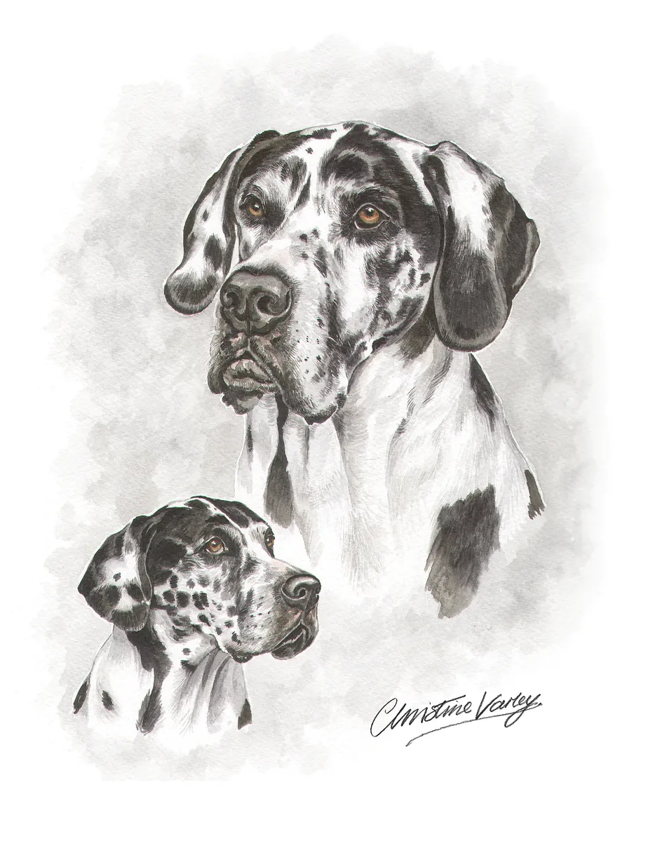 Watercolour portrait of a black and white Great Dane, showing both sides of the head