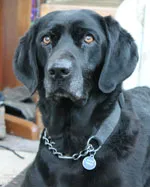 Photo of Lara, a black dog with a chain collar